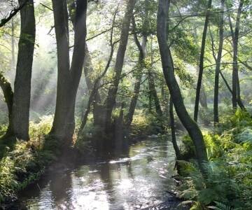 Et fredelig tilfluktssted i skogene i de nordlige Vogesene med natur, frisk luft og naturskjønn utsikt rundt deg.